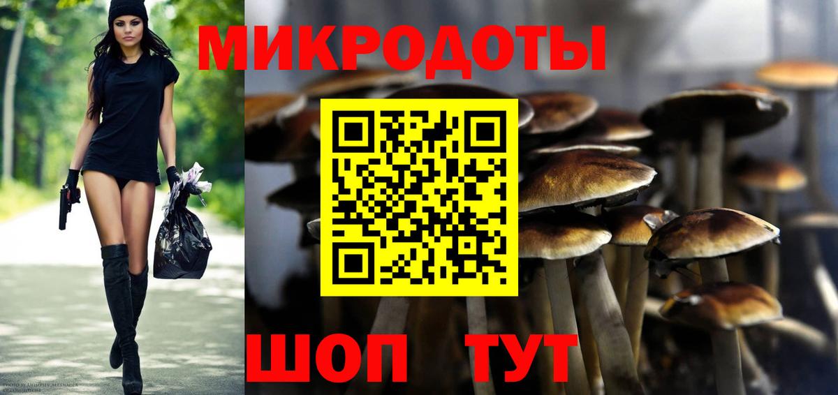 Псилоцибиновые грибы Psilocybe Ленинск-Кузнецкий